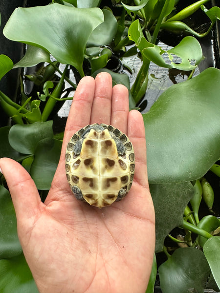 Chinese Golden Thread Turtle Hatchlings (Ocadia sinensis)