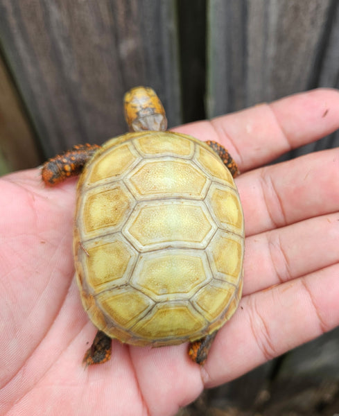 Hypo Redfoot 2-3 Inch (Chelonoidis carbonarius)