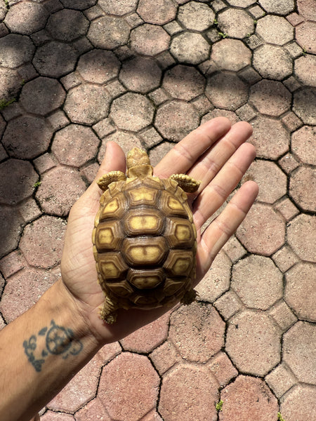 Sulcata Tortoise - Yearlings (Centrochelys sulcata)