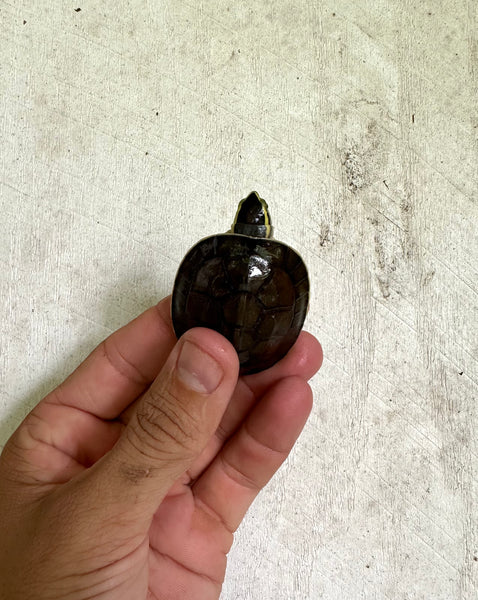 Asian Box Turtle (Cuora amboinensis)