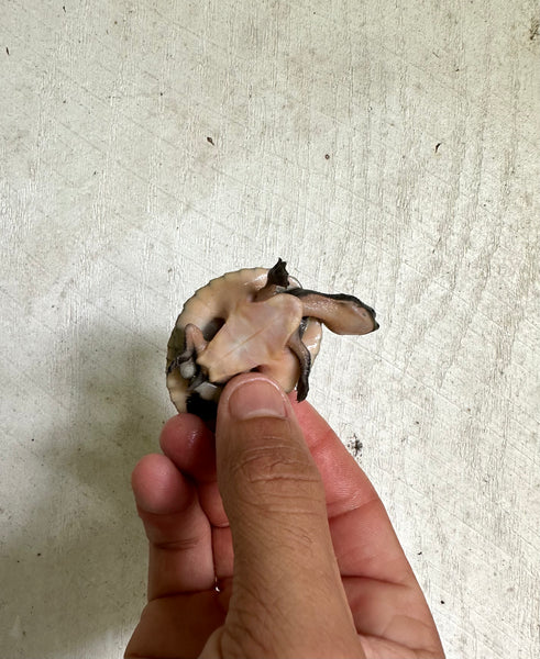 Pink Belly Snapper Turtle Hatchlings (Elseya novaguinea)