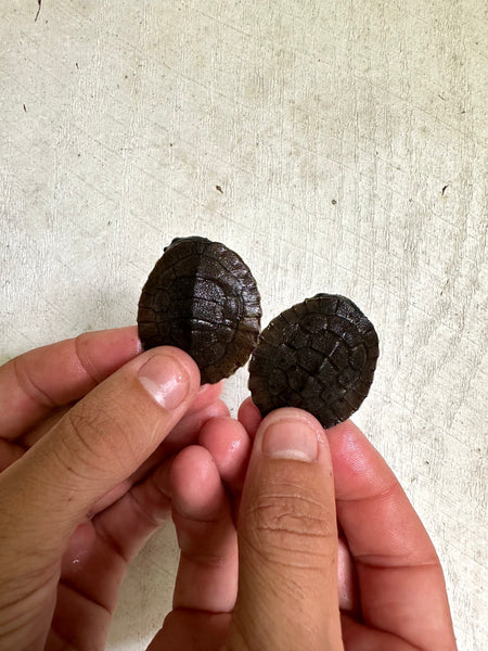 Pink Belly Snapper Turtle Hatchlings (Elseya novaguinea)