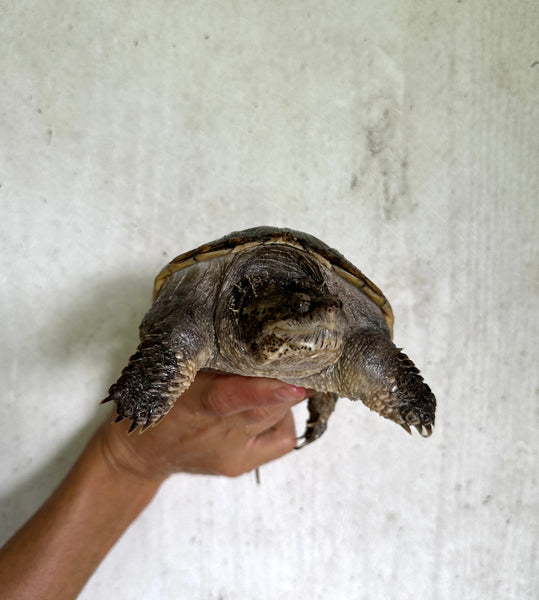 Common Snapping Turtle -(Chelydra serpentina)