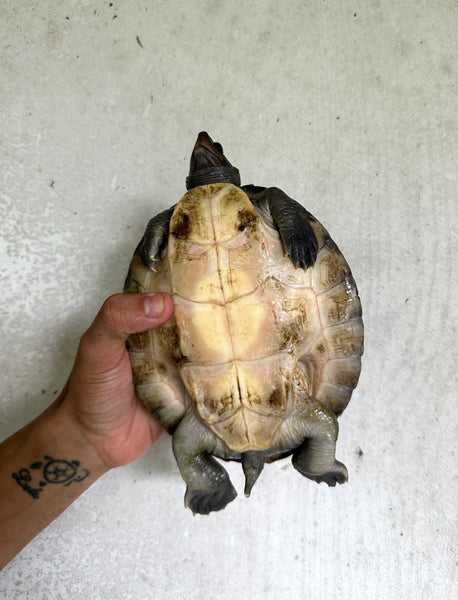 Painted River Terrapin 6-8 Inches (Callagur Borneoensis)