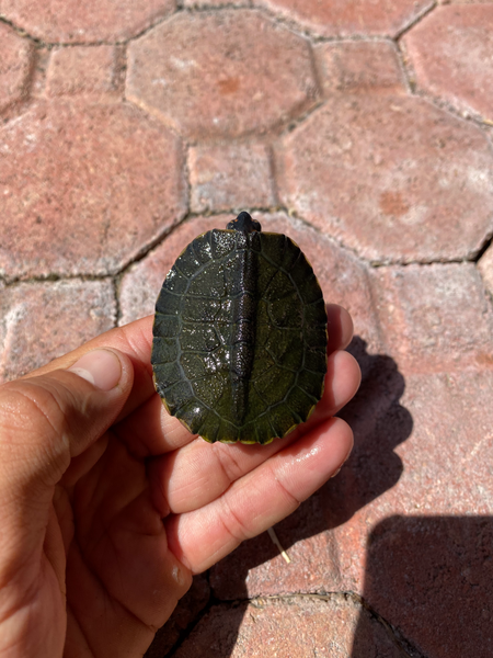 Spotted Legged Turtle (Rhinoclemmys punctularia)