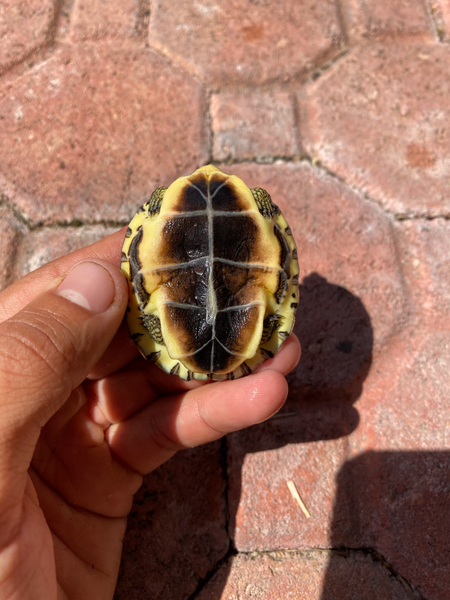 Spotted Legged Turtle (Rhinoclemmys punctularia)