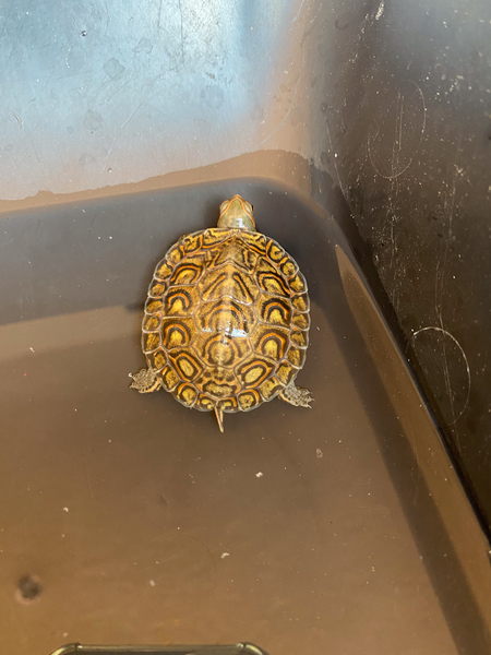 Central American Wood Turtle - 2-3 inches (Rhinoclemmys pulcherimma manni)