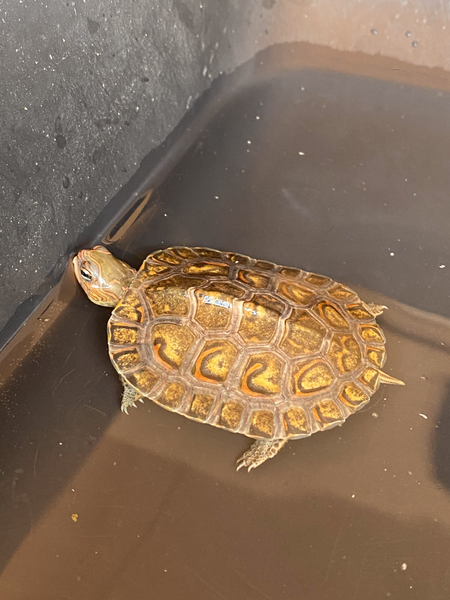 Central American Wood Turtle - 2-3 inches (Rhinoclemmys pulcherimma manni)