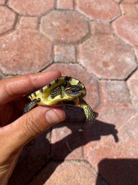 Spotted Legged Turtle (Rhinoclemmys punctularia)