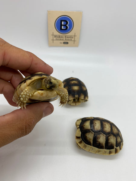 Marginated Tortoise (testudo marginata)
