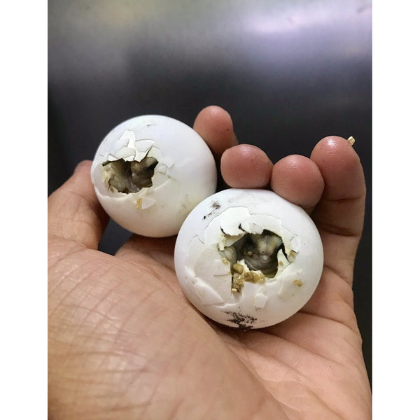 Sulcata Tortoise (Centrochelys sulcata) Hatchling