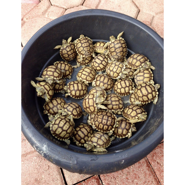Sulcata Tortoise (Centrochelys sulcata) Hatchling