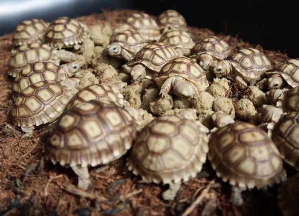 Sulcata Tortoise (Centrochelys sulcata) Hatchling