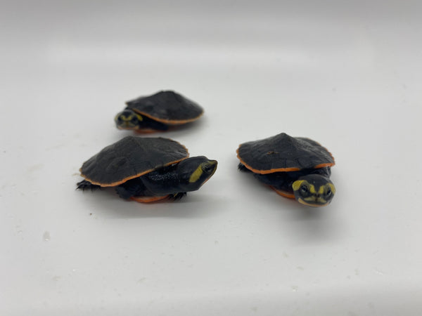 Pink Belly Side Necked Turtle Hatchlings (Emydura subglobosa)