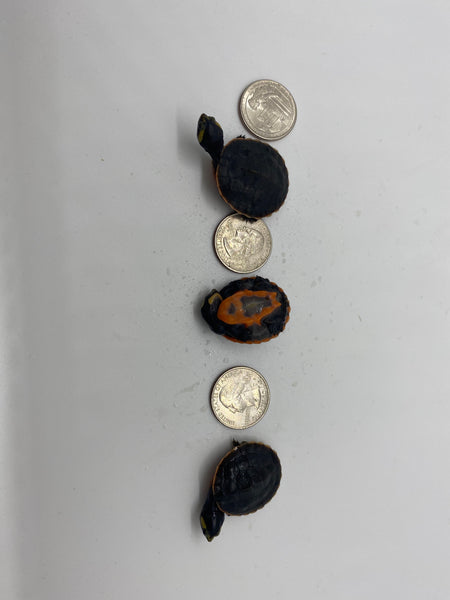 Pink Belly Side Necked Turtle Hatchlings (Emydura subglobosa)