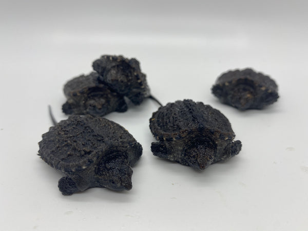 Common Snapping Turtle -(Chelydra serpentina)