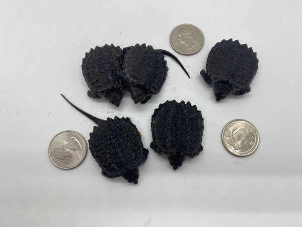 Common Snapping Turtle -(Chelydra serpentina)