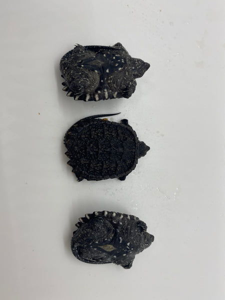 Common Snapping Turtle -(Chelydra serpentina)