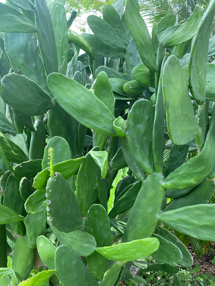 Nala ナラ　Cactus all in one IMG_4725_1200x1200.jpg?v=