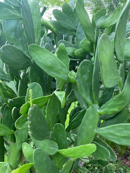 Spineless Cactus Pads (Opuntia cochenillifera)