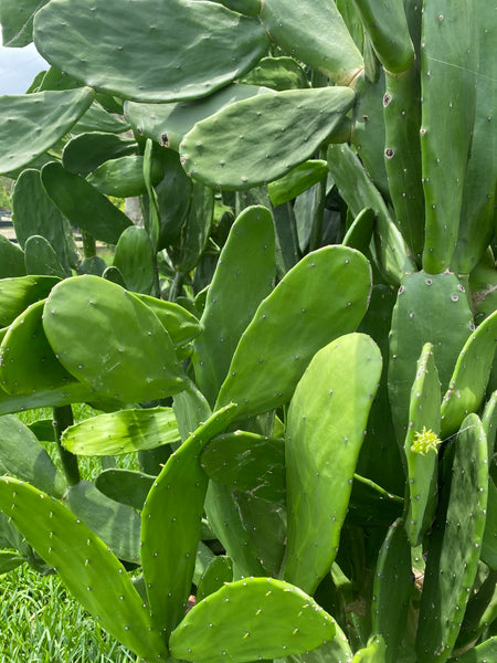 Spineless Cactus Pads (Opuntia cochenillifera)