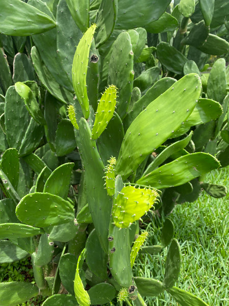 Spineless Cactus Pads (Opuntia cochenillifera)