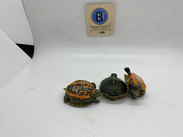 Northern Red-Bellied Cooter Turtle Hatchlings (Pseudemys Rubriventris)
