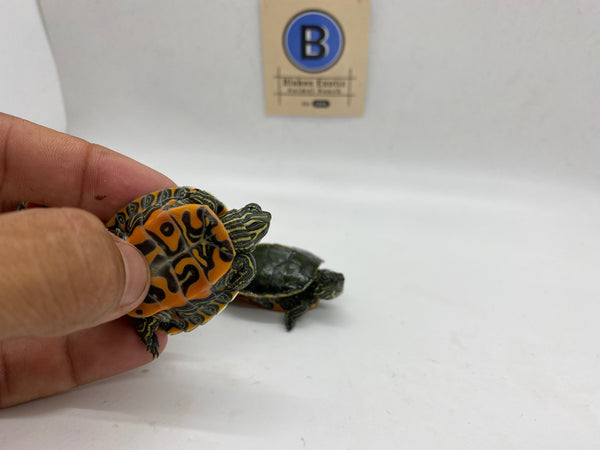 Northern Red-Bellied Cooter Turtle Hatchlings (Pseudemys Rubriventris)