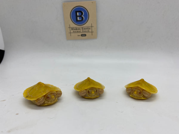 Albino Red Eared Slider Hatchlings (Trachemys scripta elegans)