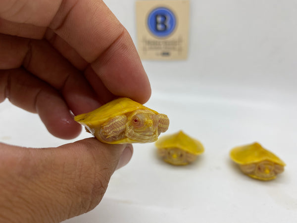 Albino Red Eared Slider Hatchlings (Trachemys scripta elegans)