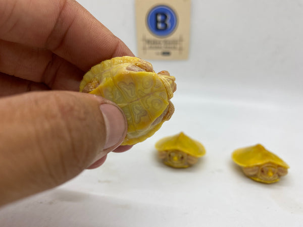 Albino Red Eared Slider Hatchlings (Trachemys scripta elegans)