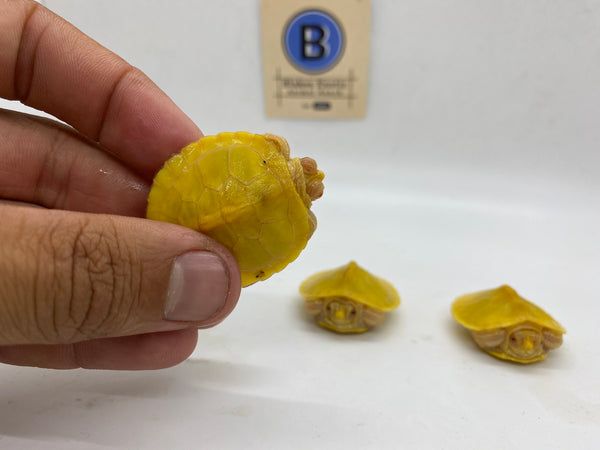 Albino Red Eared Slider Hatchlings (Trachemys scripta elegans)