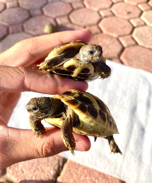 Eastern Herman Tortoise Hatchlings (Testudo hermanni boettgeri)