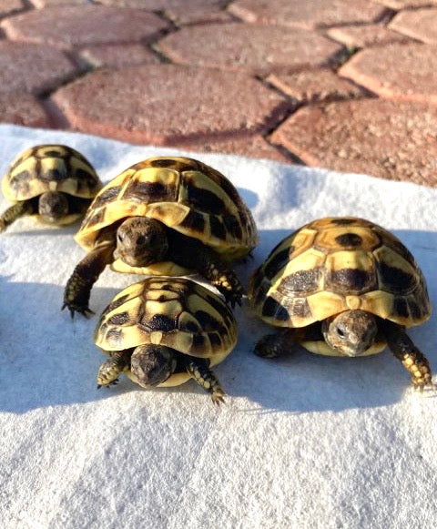 Eastern Herman Tortoise Hatchlings (Testudo hermanni boettgeri)