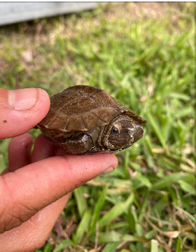 Giant Asian Pond Turtle 3-4 Inches (Heosemys grandis)