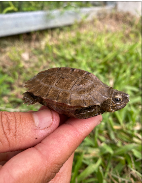 Giant Asian Pond Turtle 3-4 Inches (Heosemys grandis)