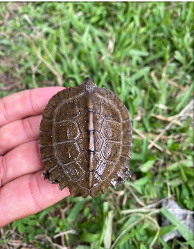 Giant Asian Pond Turtle 3-4 Inches (Heosemys grandis)