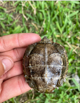 Giant Asian Pond Turtle 3-4 Inches (Heosemys grandis)