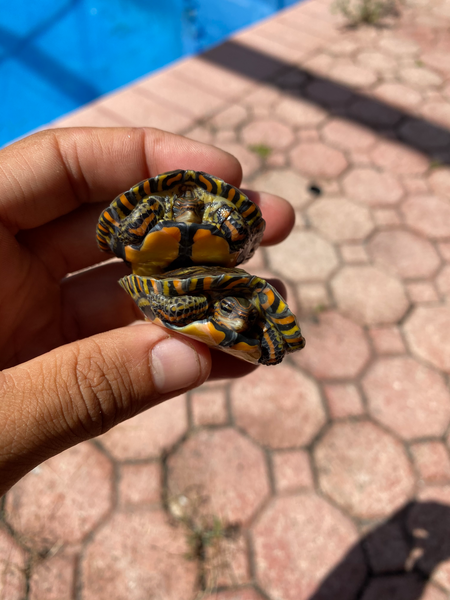 Central American Wood Turtle - 2-3 inches (Rhinoclemmys pulcherimma manni)