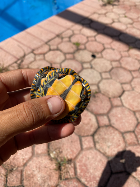 Central American Wood Turtle - 2-3 inches (Rhinoclemmys pulcherimma manni)