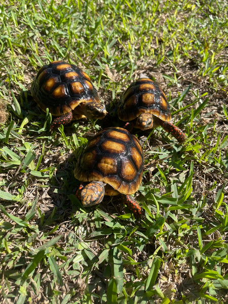 Red Foot Tortoise (Chelonoidis carbonarius)