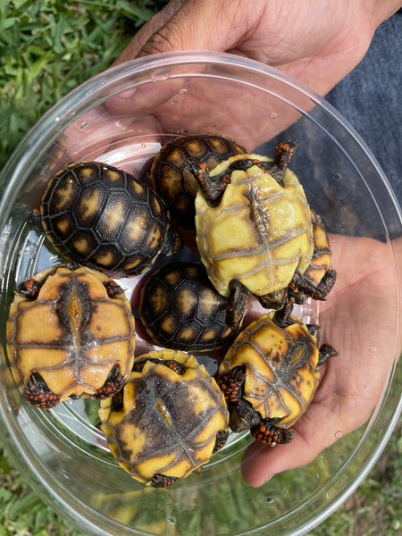 Red Foot Tortoise (Chelonoidis carbonarius)