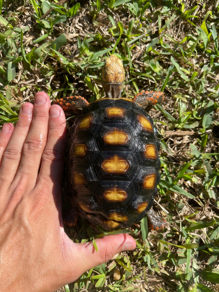 Red Foot Tortoise (Chelonoidis carbonarius)