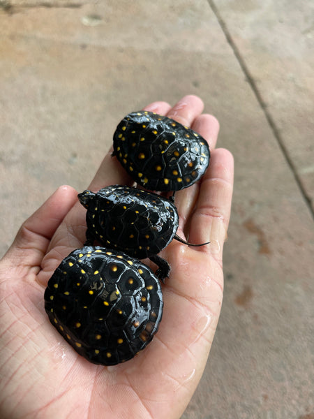 Spotted Turtle Hatchlings (Clemmys guttata)