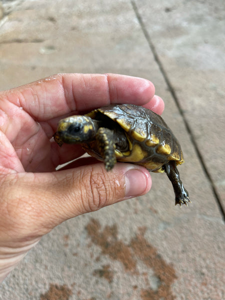 Yellow Foot Tortoise Hatchlings (Chelonoidis denticulatus)