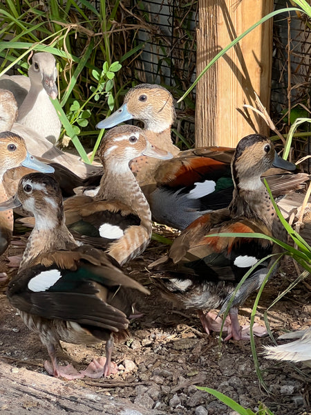 Ringed Teal Duck (Callonetta leucophrys)