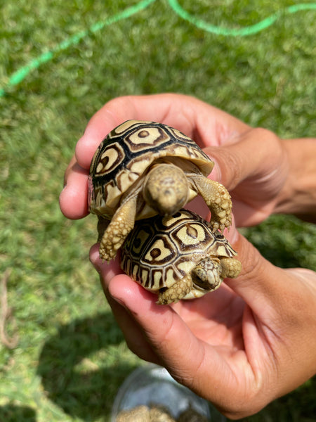 Leopard Tortoise Hatchling (Pardalis Babcocki)