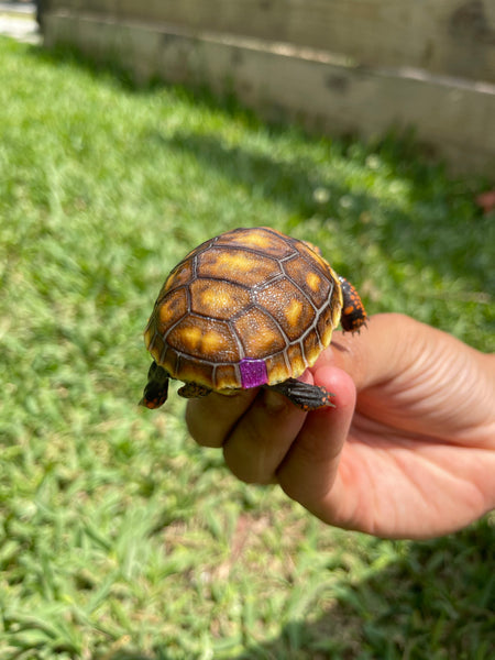 INSANE Unique Redfoot Hatchlings (Chelonoidis carbonarius)