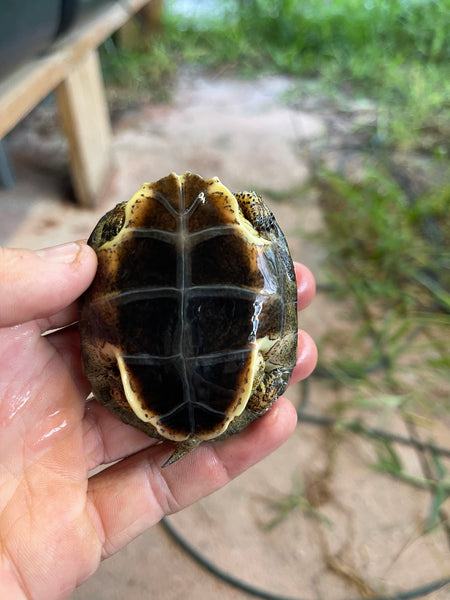Black Wood Turtle: 1-3 Inch (Rhinoclemmys funerea)
