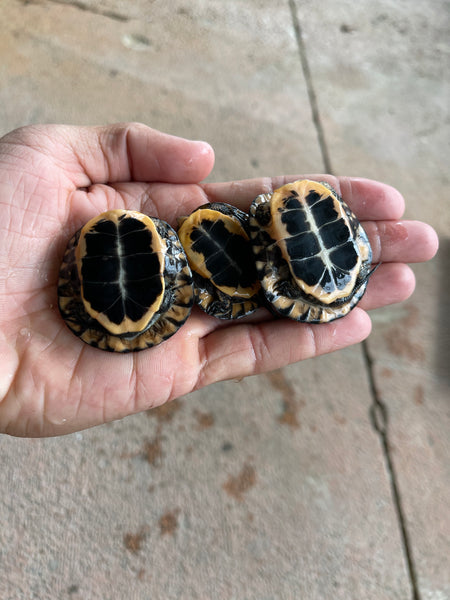 Spotted Turtle Hatchlings (Clemmys guttata)